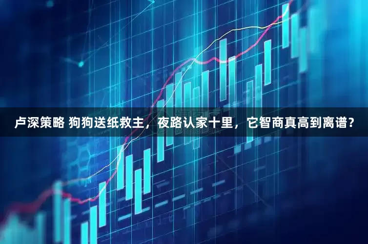 卢深策略 狗狗送纸救主，夜路认家十里，它智商真高到离谱？